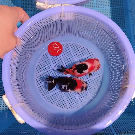 金鱼122兰寿两只特价顺丰包邮