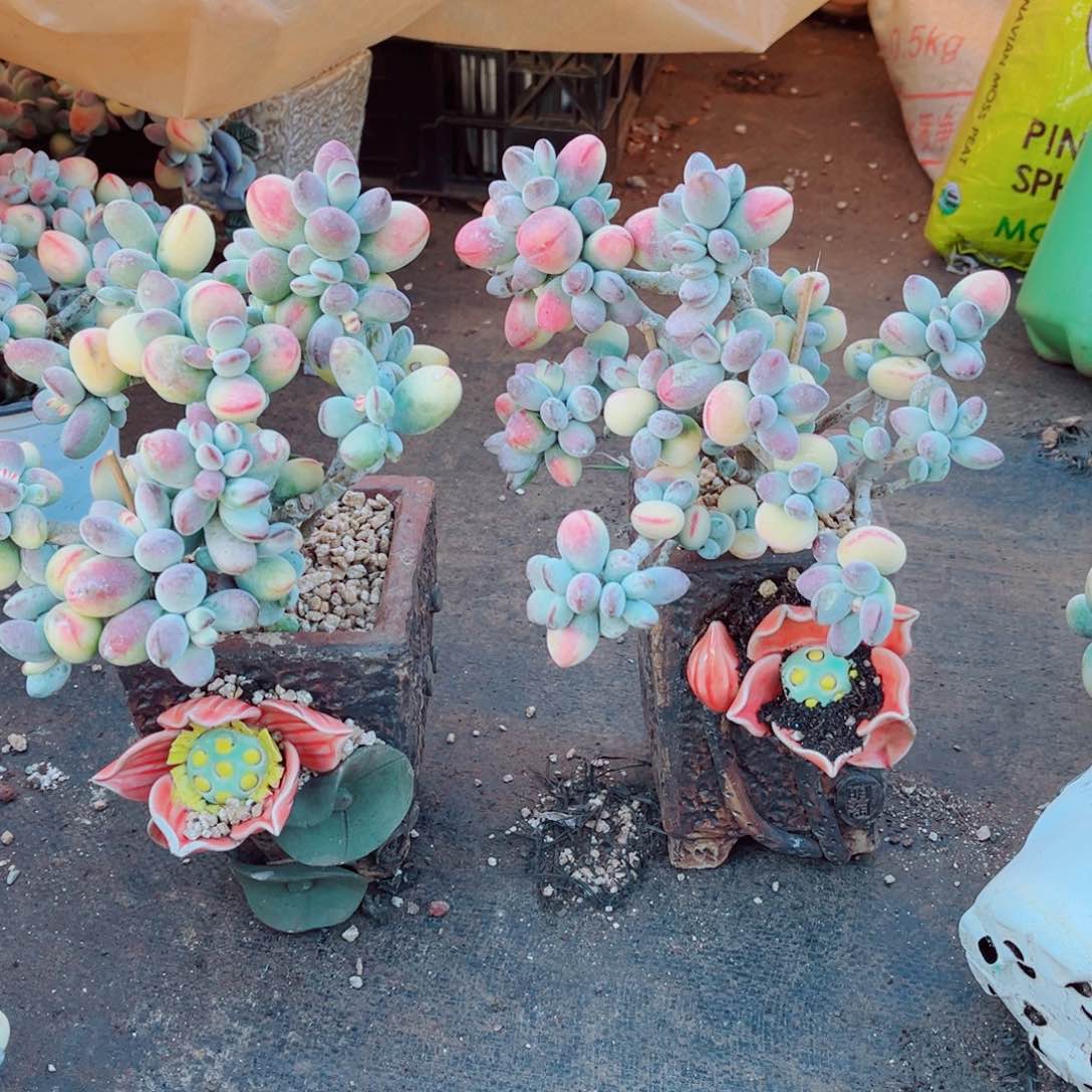 钰*乒乓福娘两颗发货的