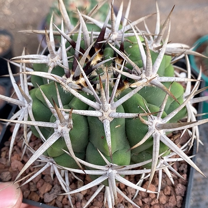 孤品实生五十铃碧岩玉控养时间久7.5cm