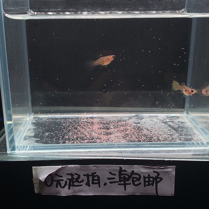 孔雀鱼野生色黄蕾丝一对