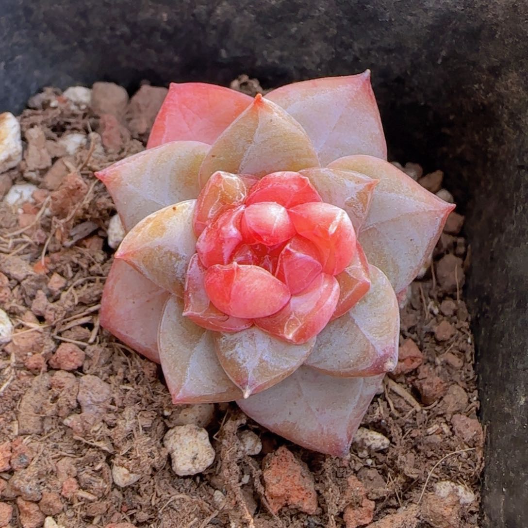 粉石榴全场满28包邮