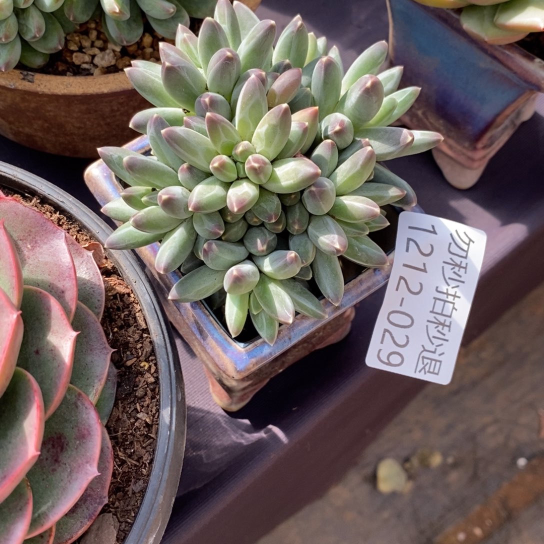 两单包邮1212-29美人杂