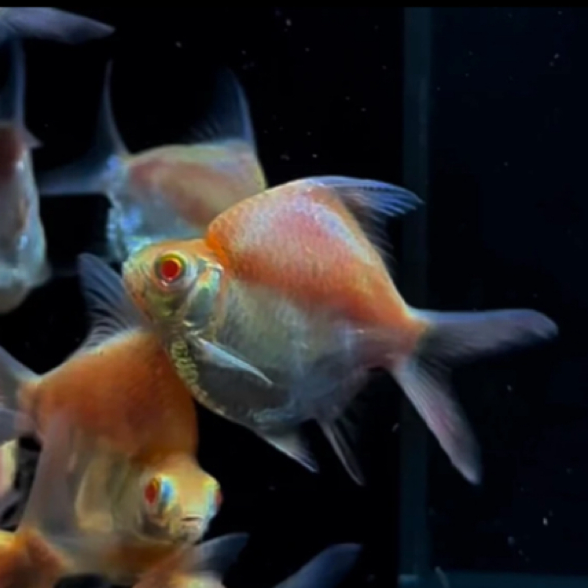 泰国短身元宝鲫观赏鱼活鱼