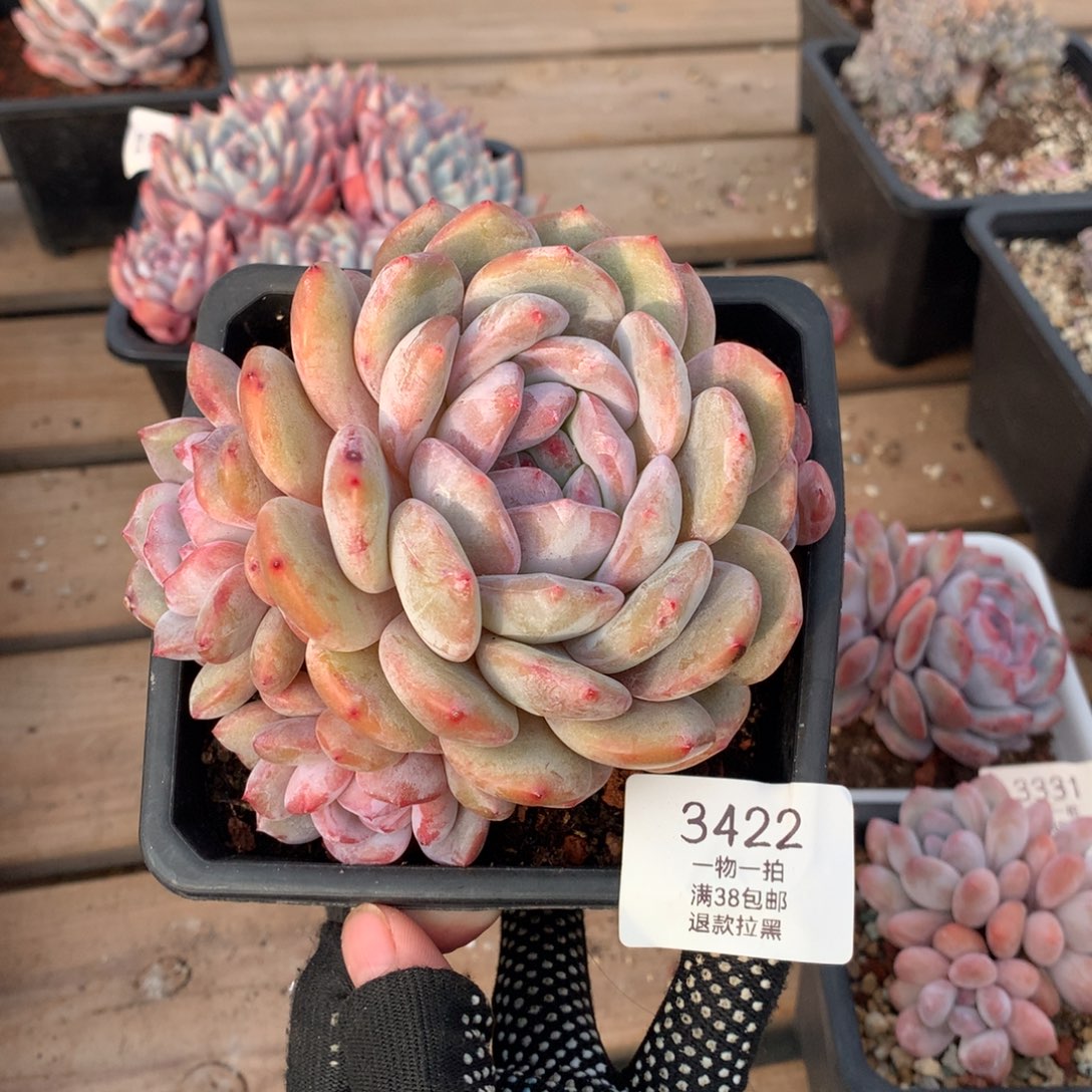 13厘米四头星影3422