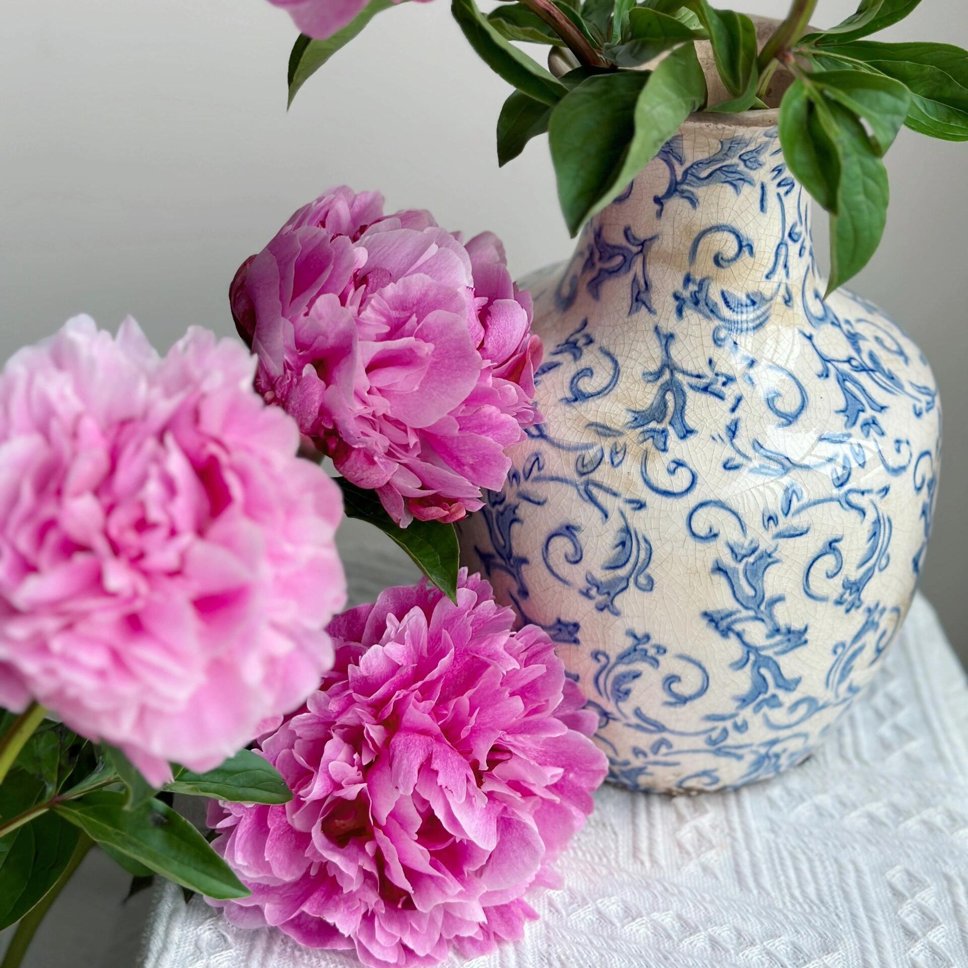 【限量100单-独家记忆】进口芍药鲜切花菏泽基地直发