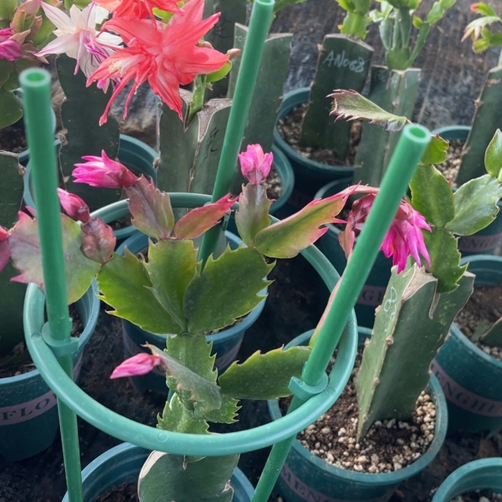 芳***远18号083红色00000000000