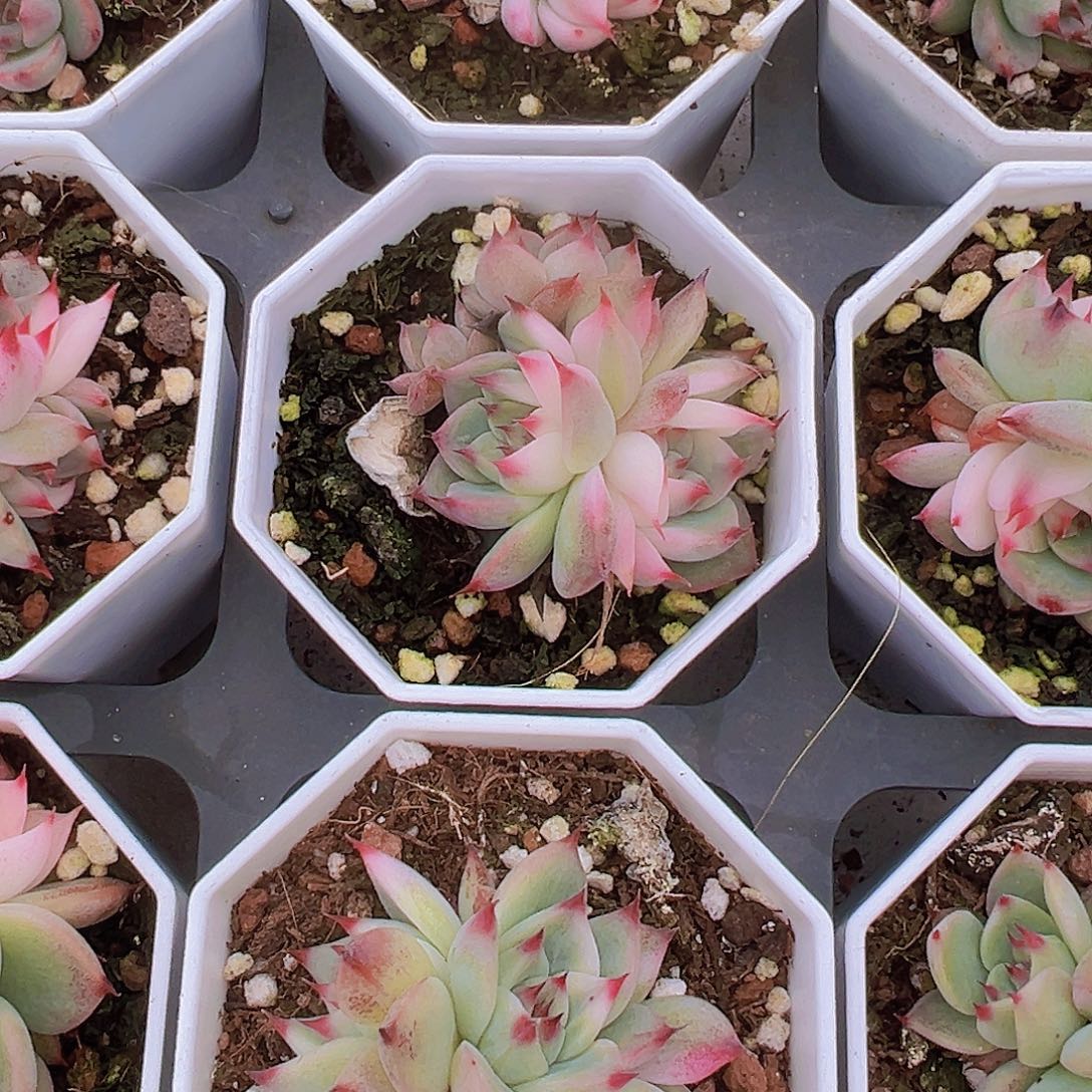 吉娃娃锦群19包邮