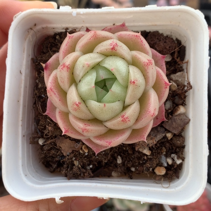 精控粉包子麦秆单头
