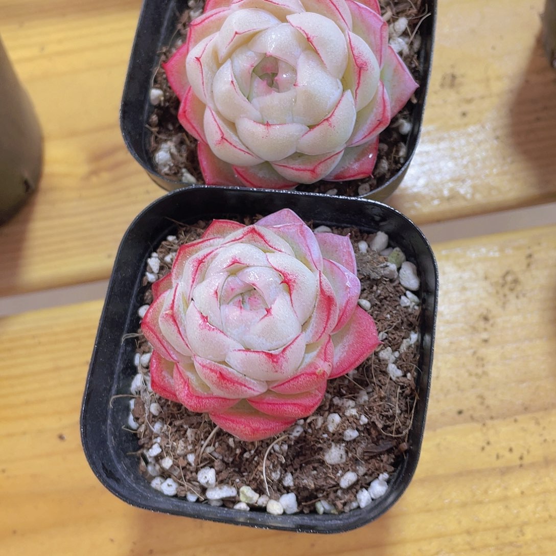 190号 冰透女王一颗