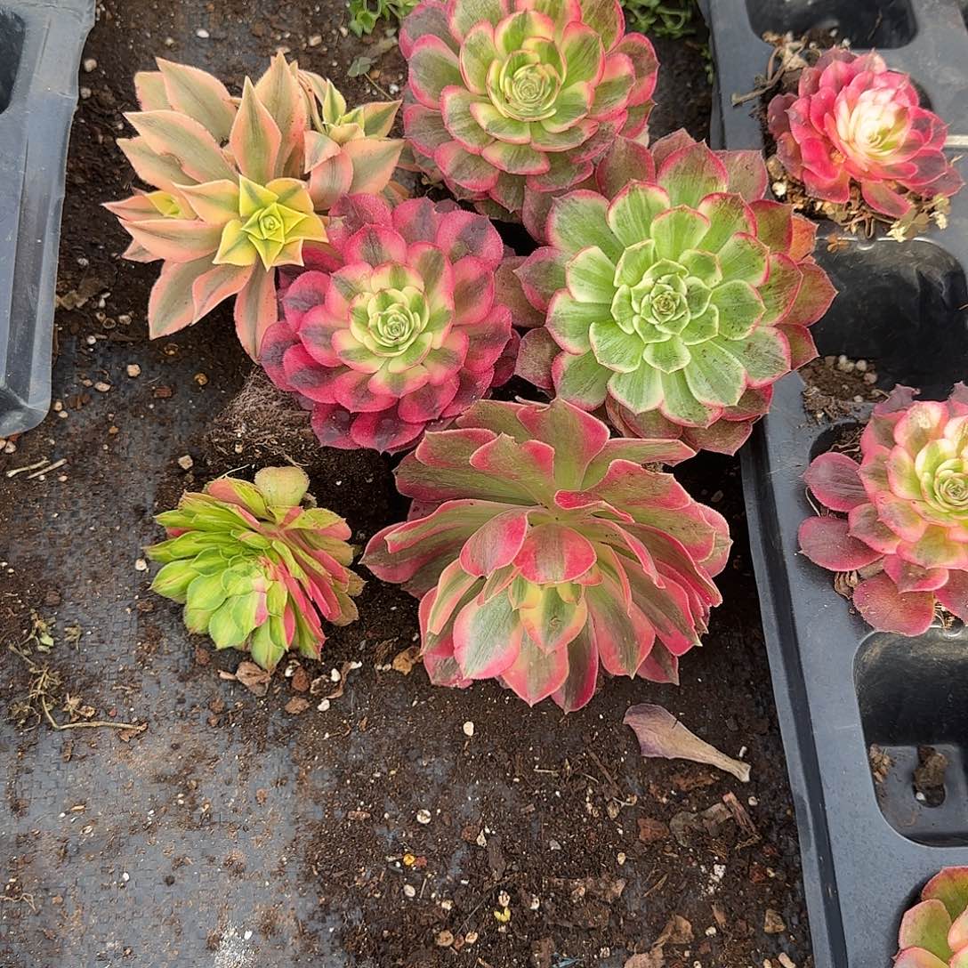 精品多肉植物0000