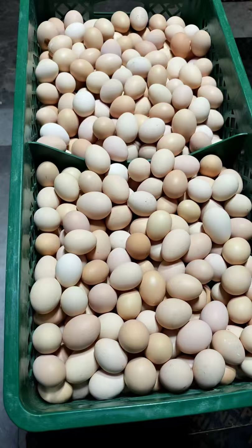 黑金凤跑山鸡草鸡蛋《初生蛋》做月子婴儿辅食