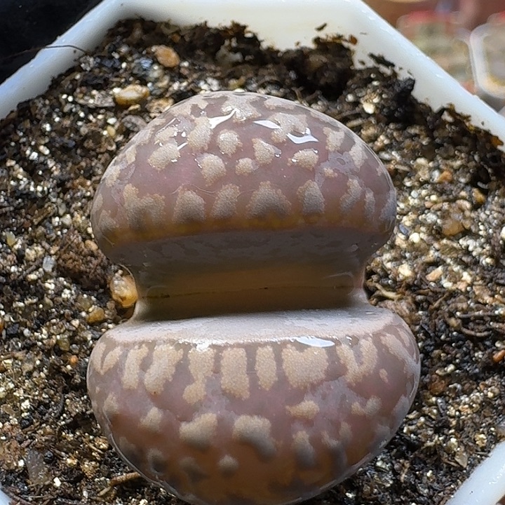 生石花2:：：：。   56号