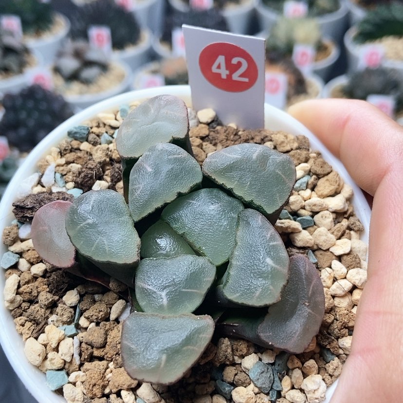 【闪购商品】42紫镜