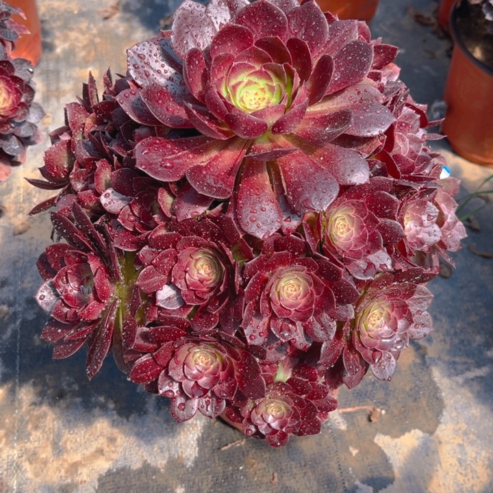 737赤艳莲多肉法师