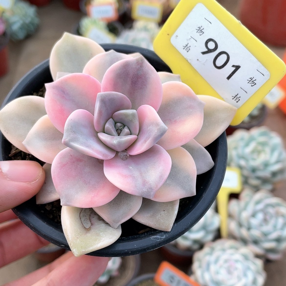 【闪购商品】901号