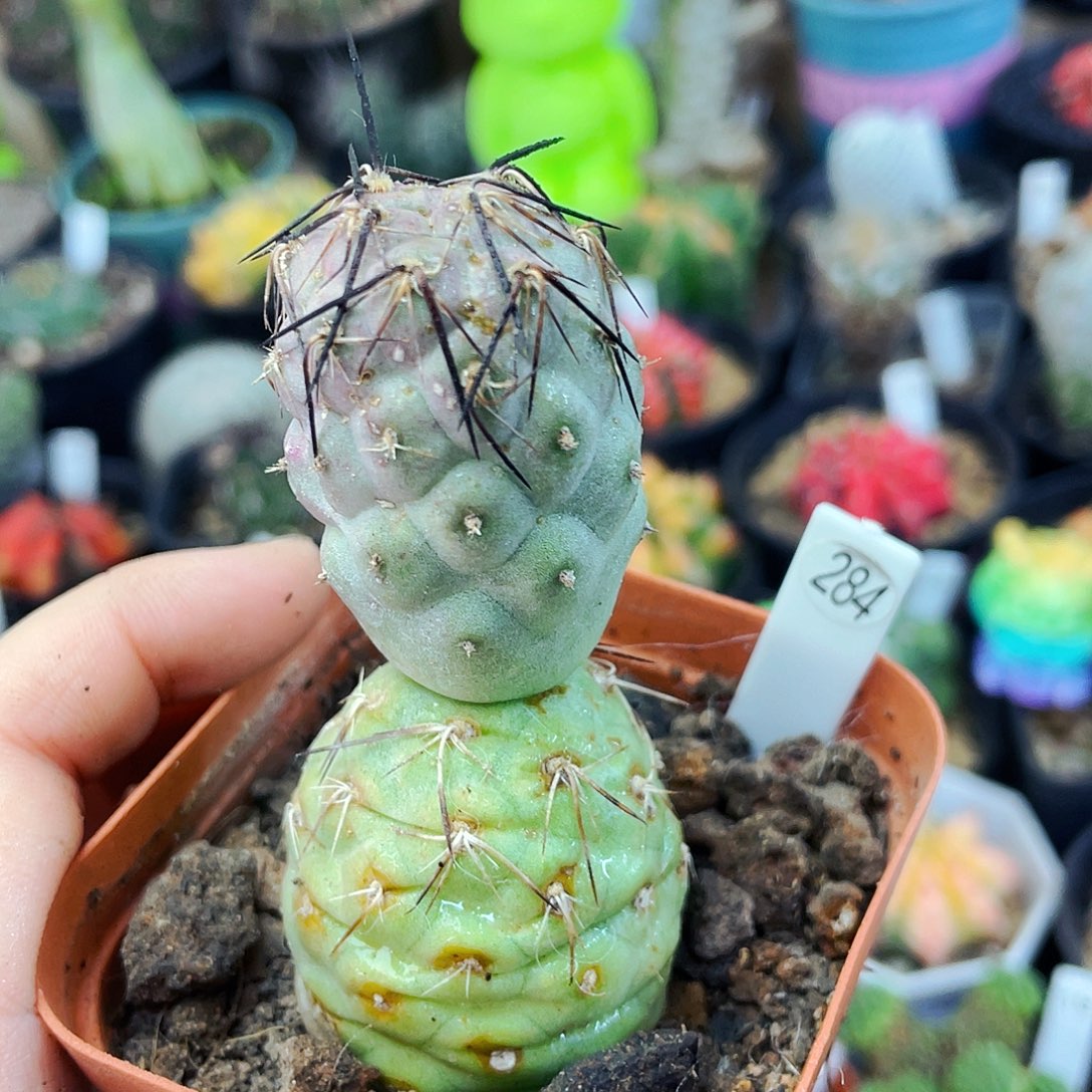 非偏远地区满25包邮仙人球