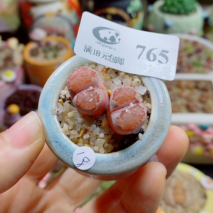 生石花花花花花花765