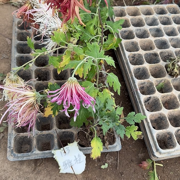 完全开放一组一拍