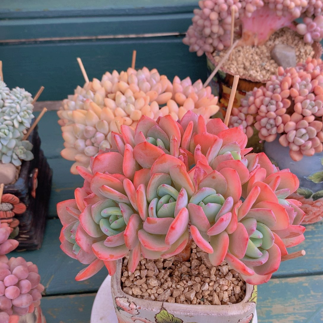 白月光朵朵自然群