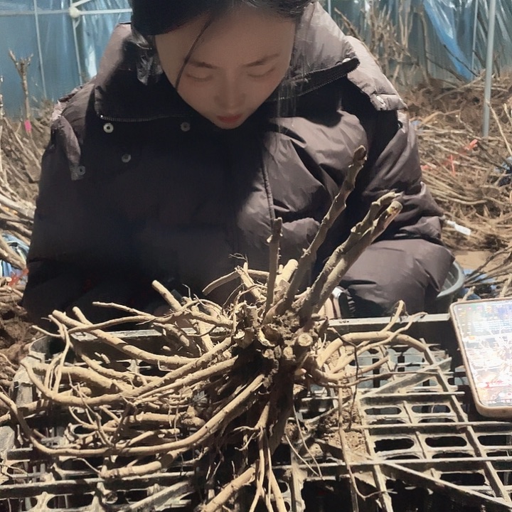 完全开放牡丹花开