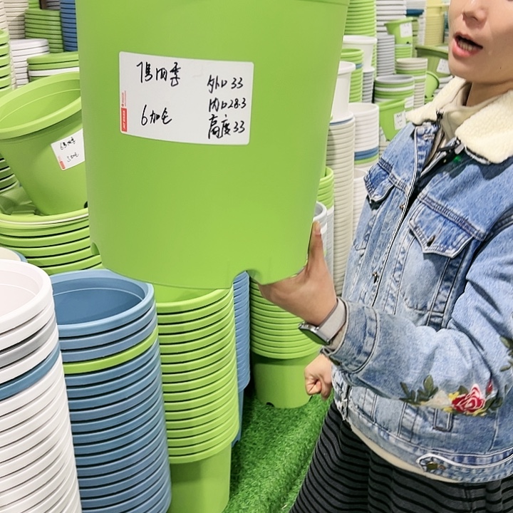 特价7号四季口33高33果绿6只无托