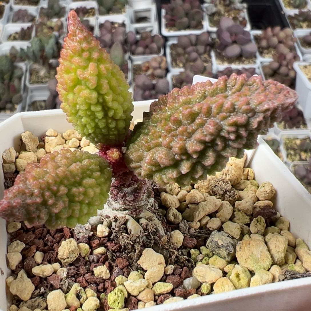 实生新品单头纯木质桩多肉植物