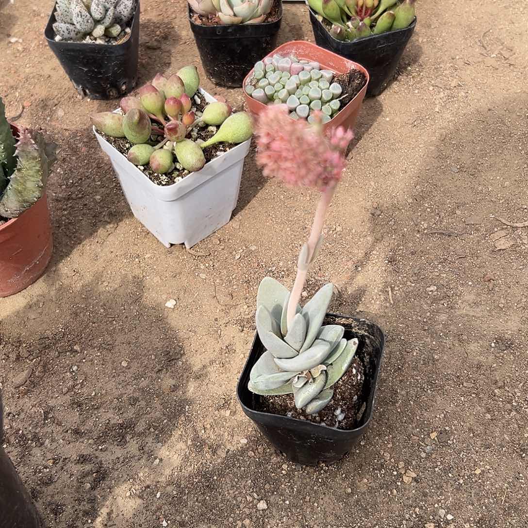 多肉植物迷你神刀