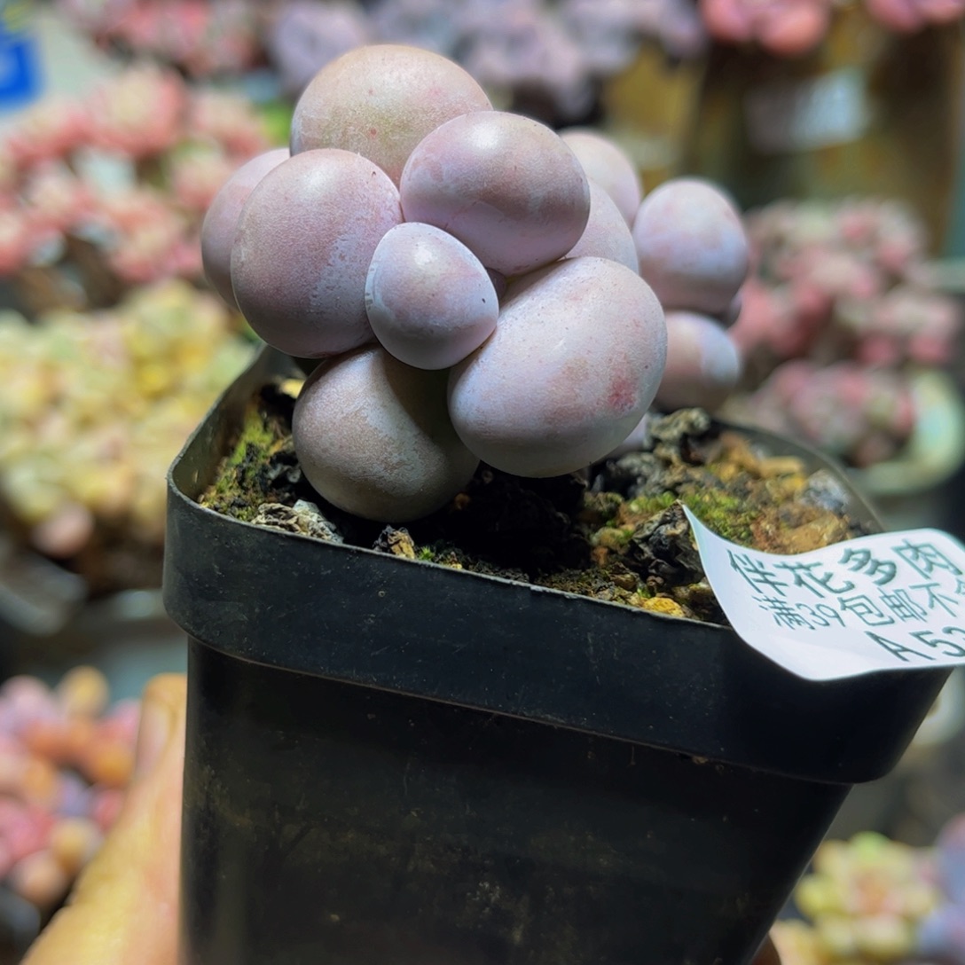 535芭比奶酪8厘米多肉