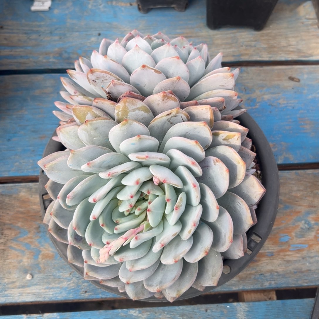 陆****给哥香香～一物一拍