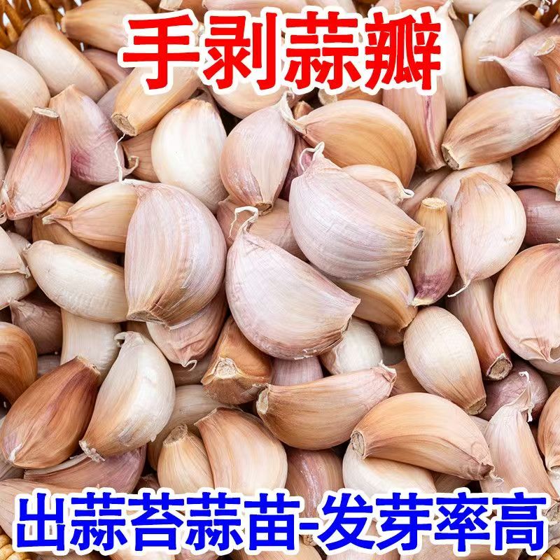 新鲜四六瓣散瓣白皮干蒜可吃可种蒜香浓郁早熟蒜种专吃蒜苗蒜苔