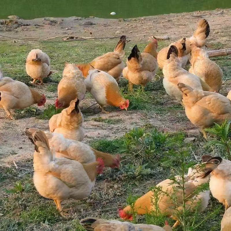 古典鸡15只装（活鸡包邮）