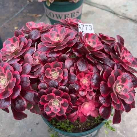 773凤冠30厘米左右