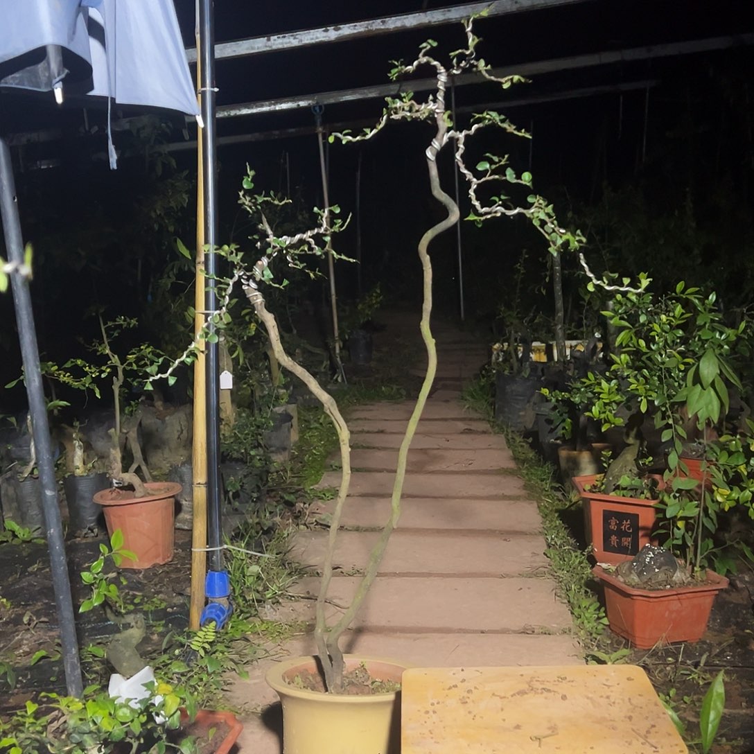 那***8无花朵金弹子一颗阴芽