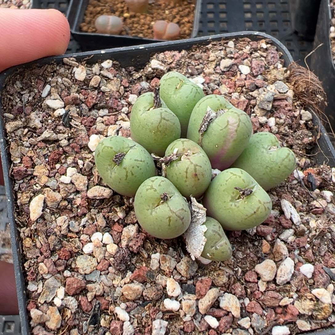 妞***29-298肉锥多肉植物