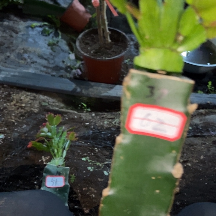 回***忆，62号带盆037嫁接苗