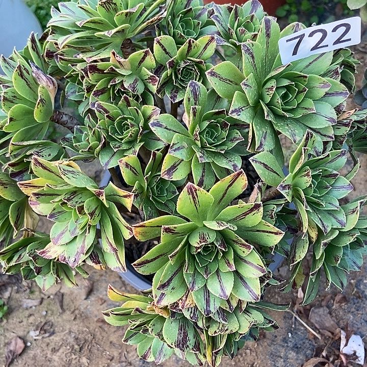 碧火朵朵722多肉不包断