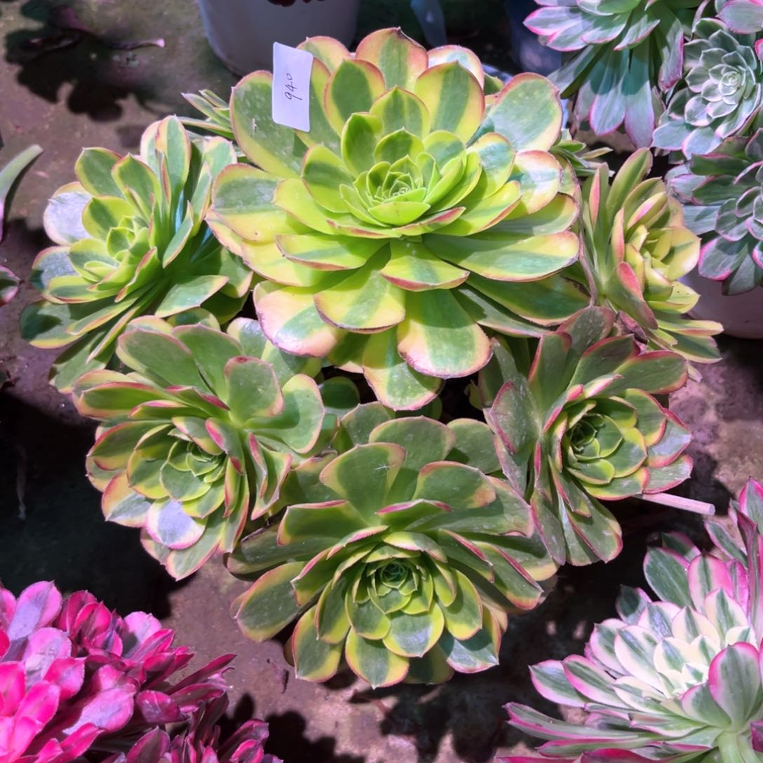 多肉植物万奶白940