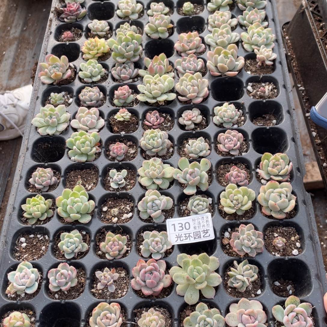 130欧泊播种一筐特价，不包保温不包售后