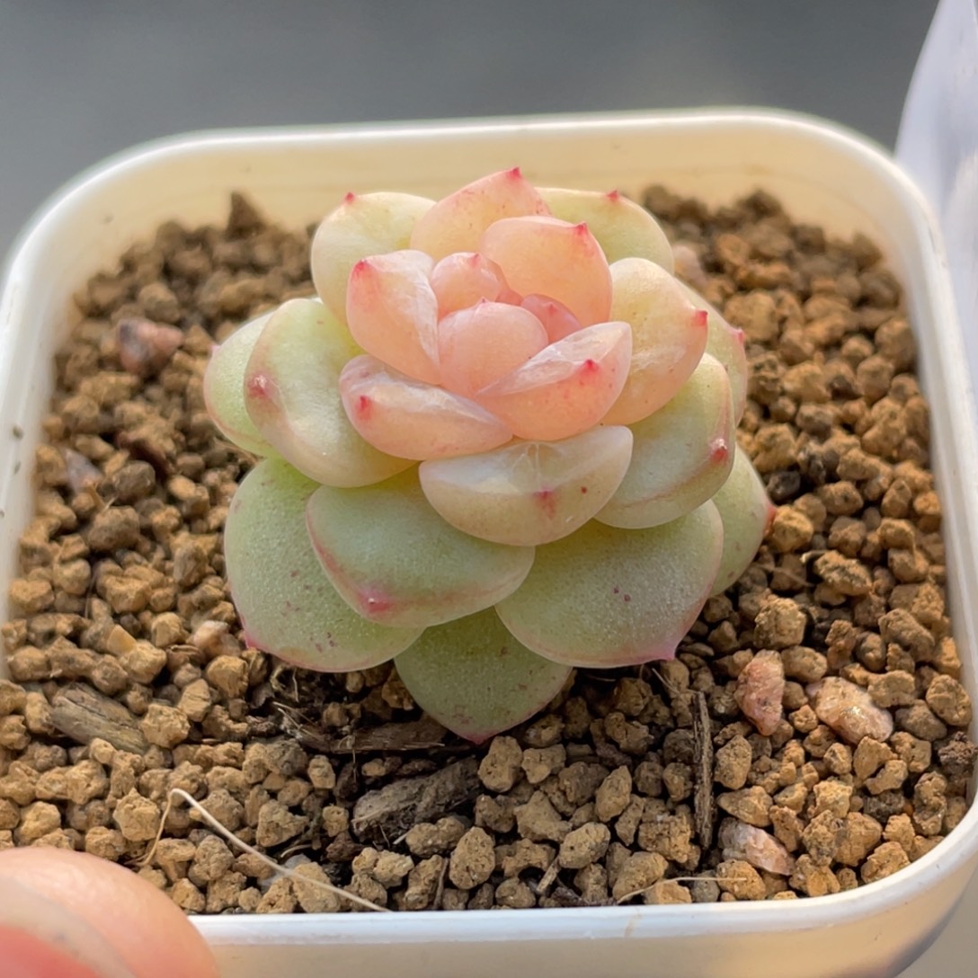 629号糖心冰心珍妮