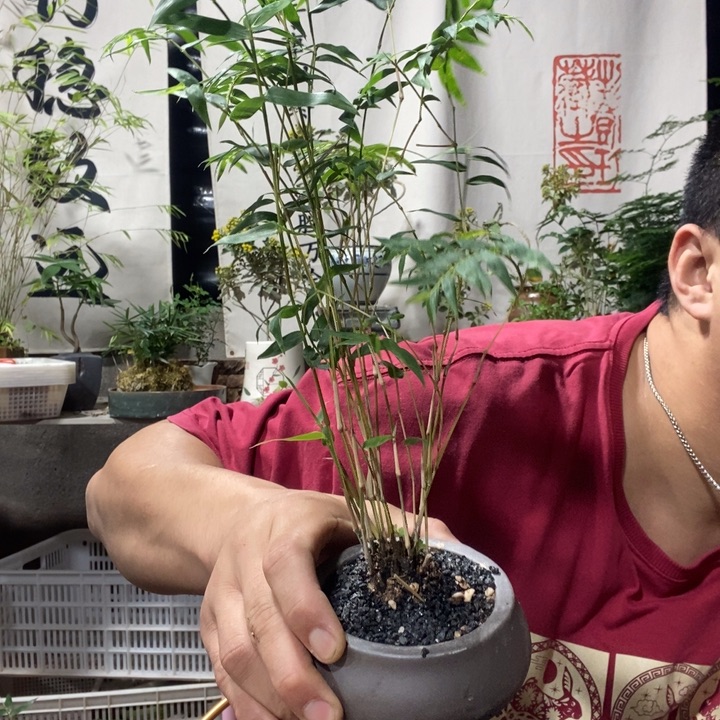 以实际为准盆景绿植绿植47