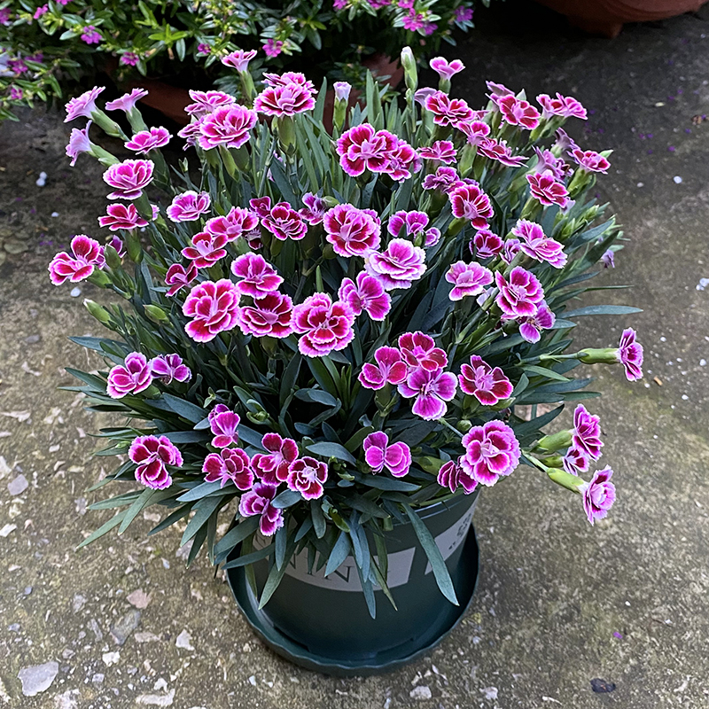 超美蜜桃派芳香初吻女王初恋多年生易养耐活适合庭院盆栽绿化