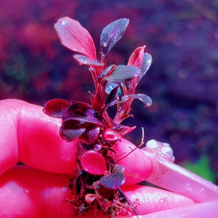 福利39号福利植物一头