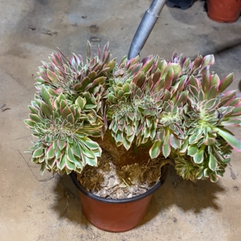 女神缀多肉植物077