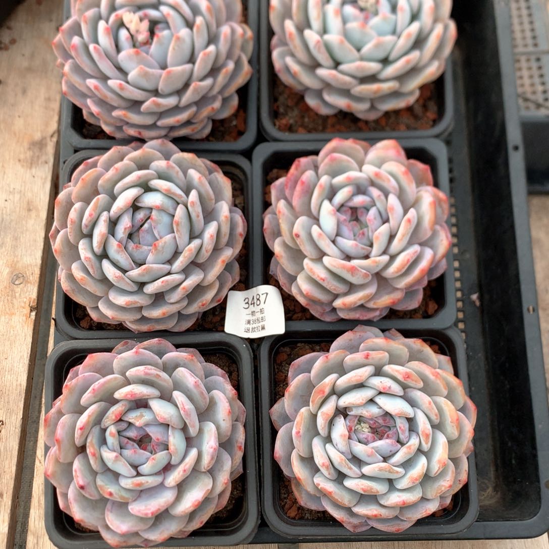 11厘米单头梦露六棵3487