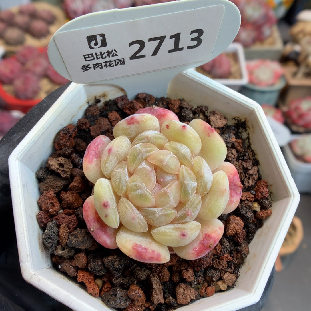 2713 白色恋人多肉