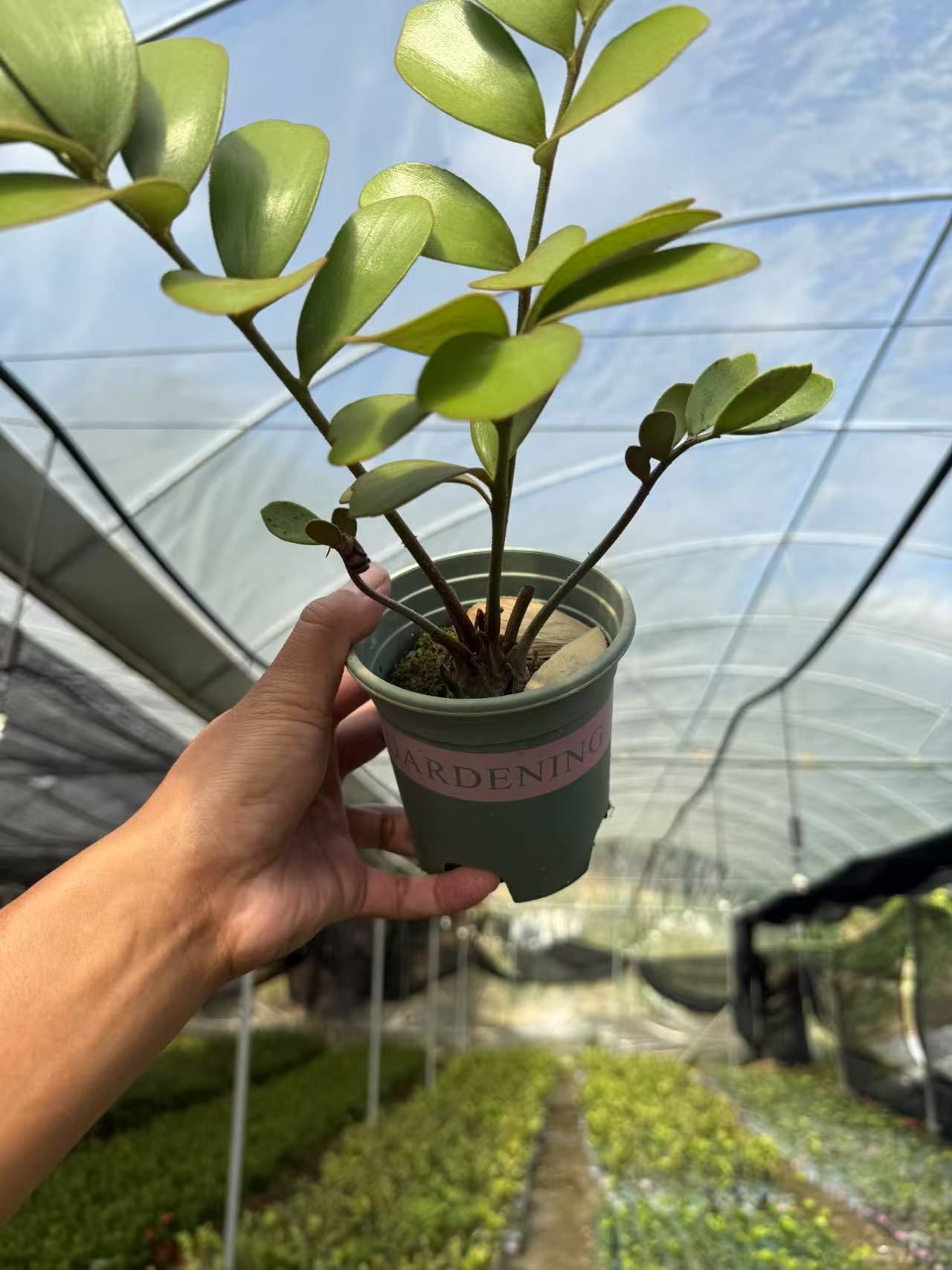 墨西哥幸运铁盆栽带盆原土原盆发货盆破不赔【植物图片仅供参考】