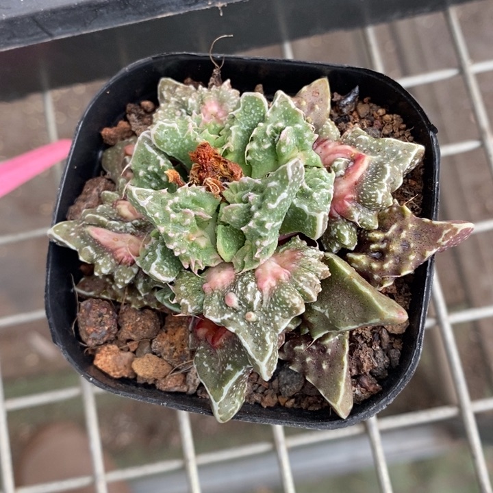 伯克利和格蕾特的故事也