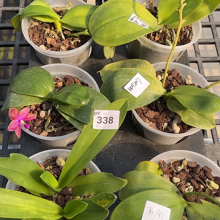 全部花苞338号特价瑕疵苗根叶不好裸根发货任何原因不售后