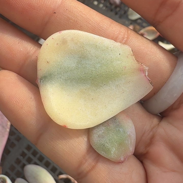 伊丽莎白锦一组两个