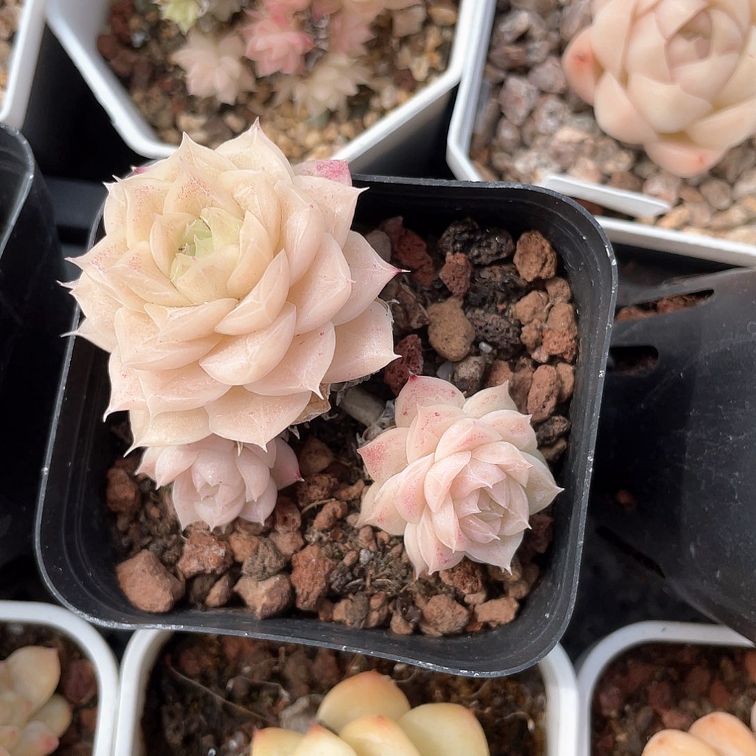 优选62号女王 9506